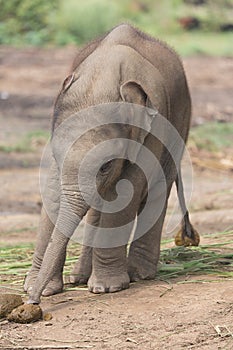 Baby elephant