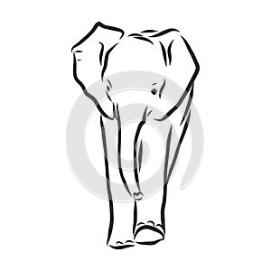 Baby elephant in outline style isolated on white background, vector illustration