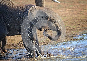 Baby elephant playing in the water