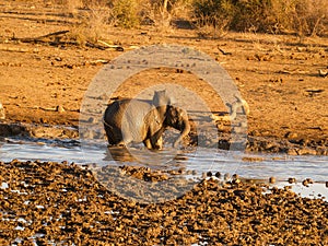 Baby elephant playing in waterhole in South Africa