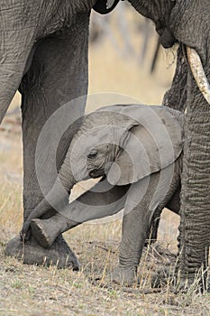 A baby elephant plays footsie with its mother