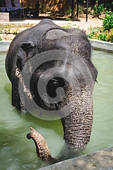 Baby elephant in pool for bathing