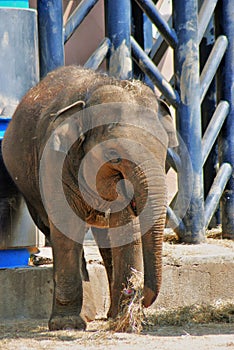 Baby elephant portrait. Color photo taken at Moscow Zoo.