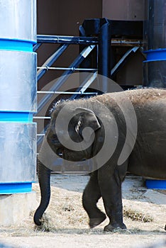 Baby elephant portrait. Color photo taken at Moscow Zoo.