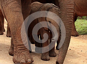 A baby elephant protected by her mother