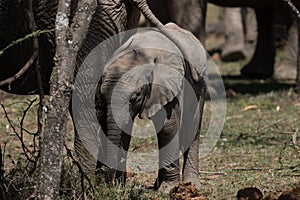 Baby Elephant protected by herd