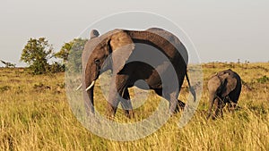 Baby Elephant and Protective Mother Trumpeting with Trunk in the Air, African Wildlife Animals in Ma
