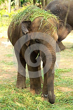 A Baby Elephant put grass on head