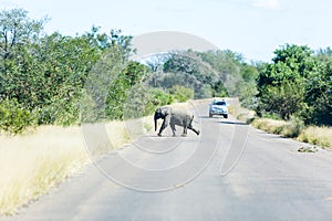 A baby elephant races across a road.