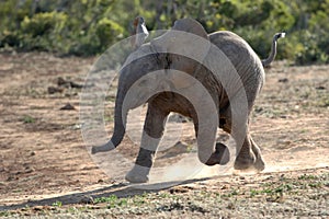 Baby Elephant Running