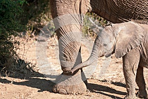 Baby elephant in Samburu national park