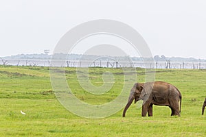 Baby elephant and savanna birds on a green field relaxing. Concept of animal care, travel and wildlife observation