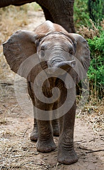 Baby elephant in the savannah. Close-up. Africa. Kenya. Tanzania. Serengeti. Maasai Mara.