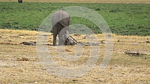 A baby elephant scratching its bottom on a tree stump at amboseli national park