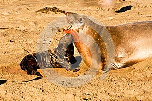 Baby Elephant Seal