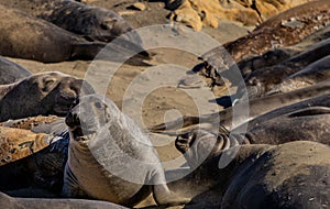 Baby Elephant Seal looking worried