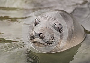 Baby Elephant Seal in the waer South Georgia