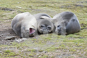 Baby Elephant Seals