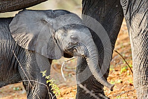 Baby elephant seeks protection from mother