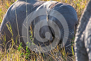 Baby elephant in Serengeti National Park, Tanzania. Travel and safari concept