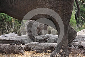 Baby elephant shelters under his mum