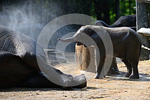 Baby elephant shower in Zoo Wuppertal, Germany. Zookeeper brushing elephant cow and baby elephant. Photo very sharp skin and hairs