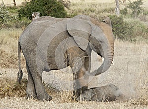 Baby elephant and sibling at dustmammals bath