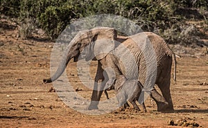 Baby Elephant and Sibling running and playing