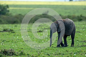 Baby elephant smiling in masai mara, kenya, africa.