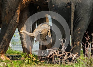 Baby elephant.Sri Lanka.