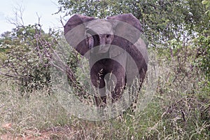 A baby elephant standing with a trunk up