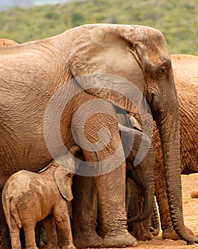 Baby elephant suckling