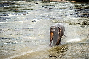Baby elephant while swimming in the Pinnawala Nature Reserve. Sri Lanka.
