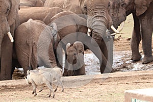 Baby elephant takes on warthogs