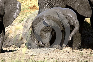 Baby elephant taking a bath in the mud