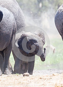 Baby Elephant throwing sand
