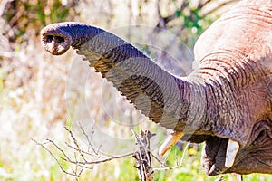 Baby elephant trunk