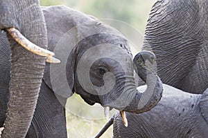 Baby Elephant Trunk Up