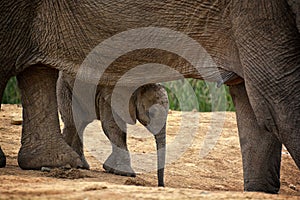 Baby elephant under belly mother elephant.