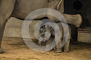 Baby Elephant under Momma`s leg