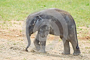 Baby elephant walking