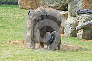 Baby elephant walking