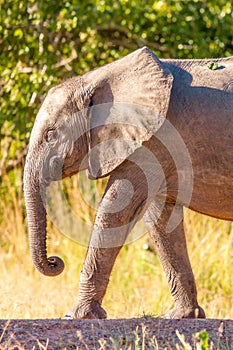 Baby elephant walking