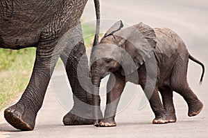 Baby elephant walking besides his mother