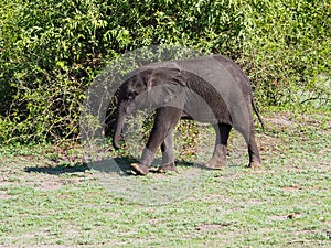 Baby elephant walking at green bush