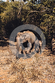 Baby elephant walking together with its mother in Udawalawe National Park, Sri Lanka. Closeup view from safari jeep
