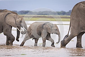 Baby elephant walking through water amongst its herd in Amboseli in Kenya