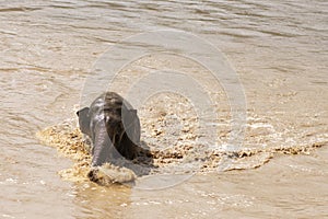 The baby elephant was walking across the river to the other side. When the river water is high and the water is very cloudy, the