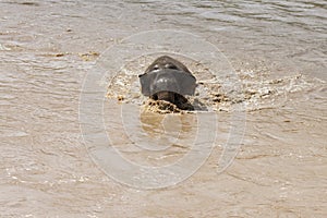 The baby elephant was walking across the river to the other side. When the river water is high and the water is very cloudy, the