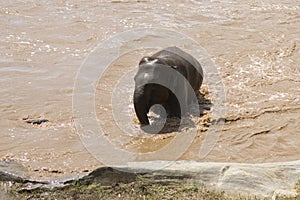 The baby elephant was walking across the river to the other side. When the river water is high and the water is very cloudy, the